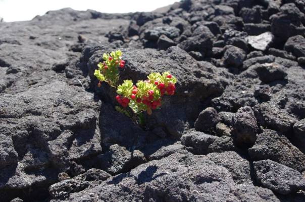 A plant grows from solidified lava. Photo by Alice Christophe